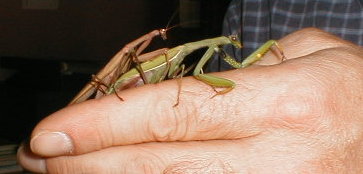 Photo prise par Fousseyni lors de l'accouplement du mle et de la femelle. La main, c'est celle du matre.